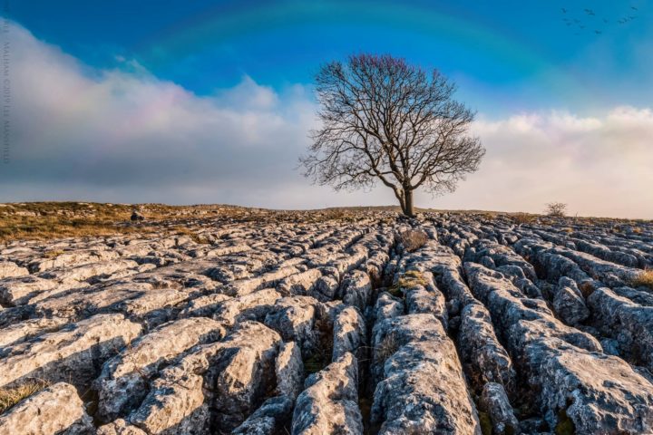 Lone Tree - Malham