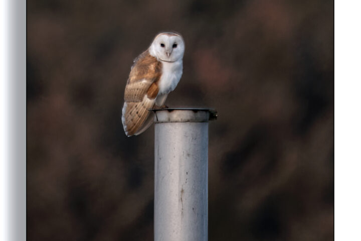 Barn Owl - Lee Mansfield