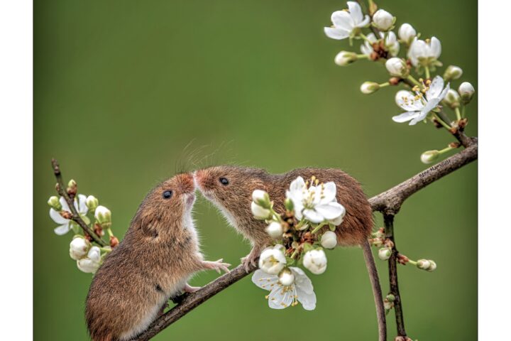 Harvest mice kissing - Lee Mansfield