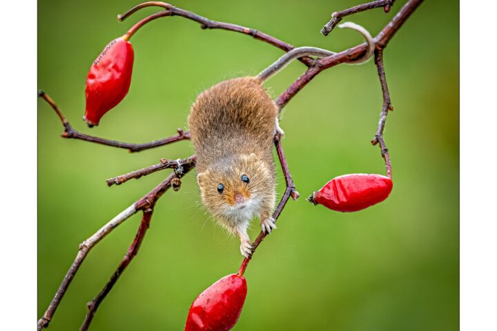 Harvest mouse - Lee Mansfield