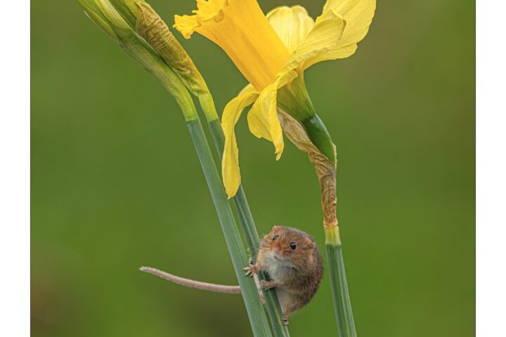 Harvest mouse daffodil - Lee Mansfield.jpg