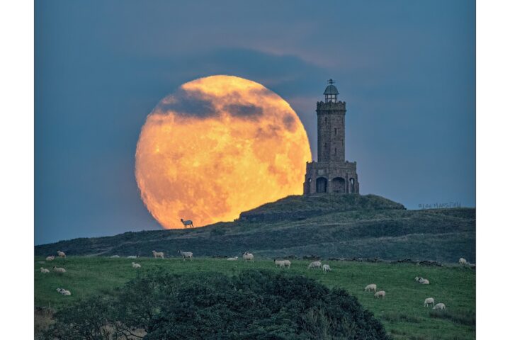 Sheep grazing Moon Darwen Tower 1 - Lee Mansfield